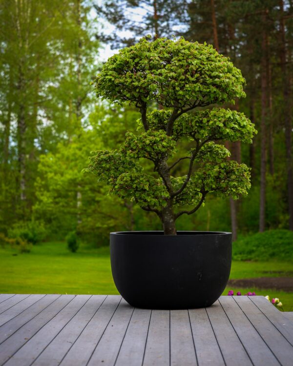 Bonsai un niwaki