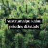 Austrumalpu kalnu priedes dižstāds - kupls, izteiksmīgs krūms