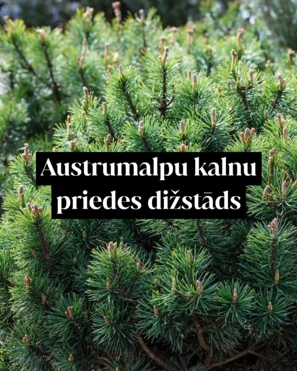Austrumalpu kalnu priedes dižstāds - kupls, izteiksmīgs krūms