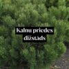 Kalnu priedes dižstāds - kupls, izteiksmīgs krūms, 2 dažādi izmēri