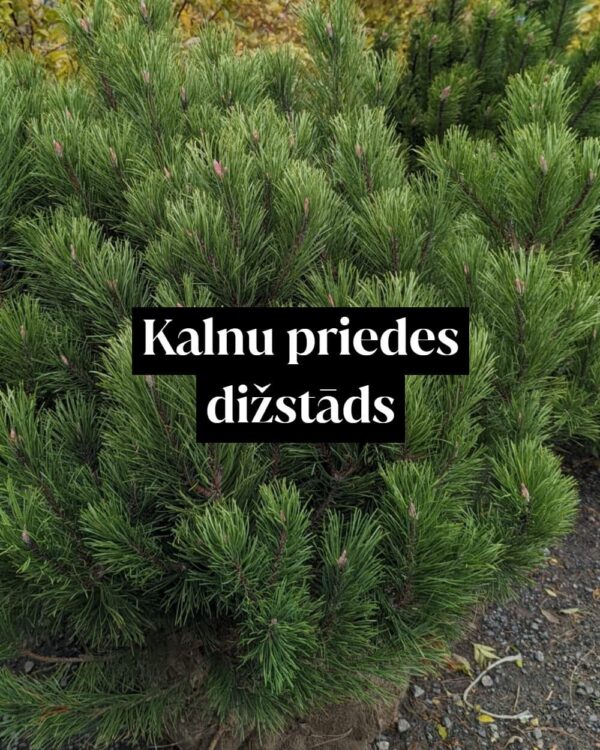 Kalnu priedes dižstāds - kupls, izteiksmīgs krūms, 2 dažādi izmēri