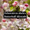 Dekoratīvās ābeles 'Butterball' dižstāds - daudzstumbru forma