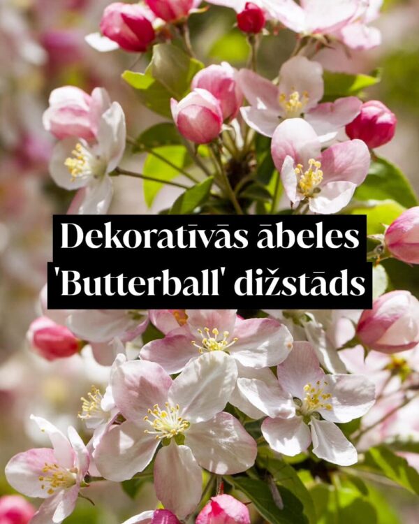 Dekoratīvās ābeles 'Butterball' dižstāds - daudzstumbru forma
