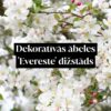 Dekoratīvās ābeles 'Evereste' dižstāds - daudzstumbru forma