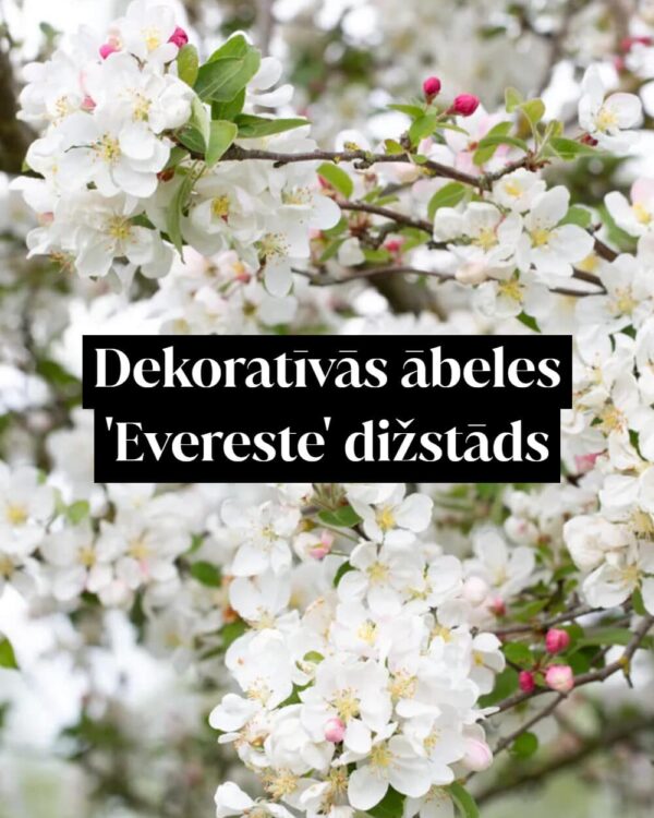 Dekoratīvās ābeles 'Evereste' dižstāds - daudzstumbru forma