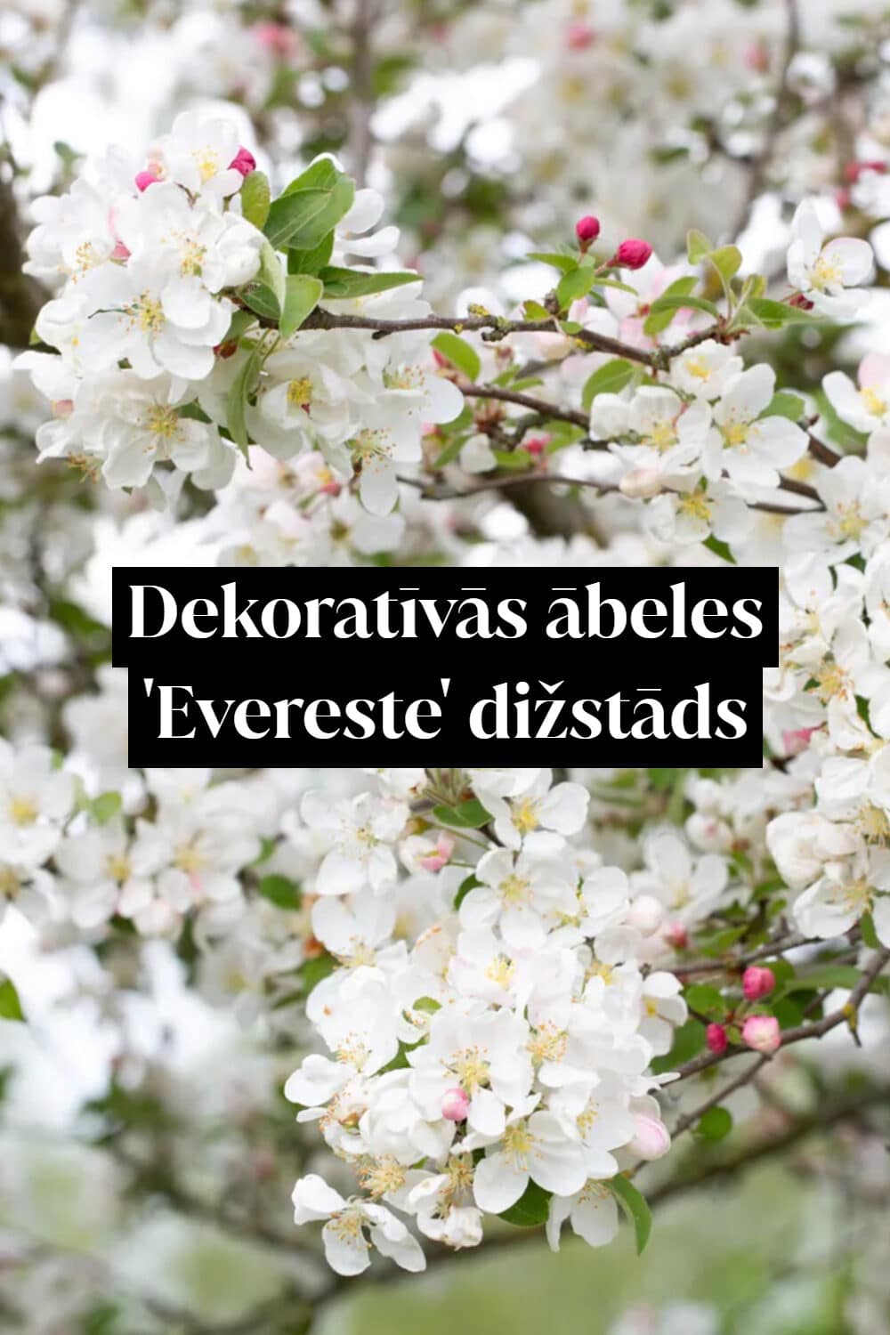 Dekoratīvās ābeles 'Evereste' dižstāds - daudzstumbru forma