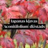 Japānas kļavas 'Aconitifolium' dižstāds - miniatūrs koks