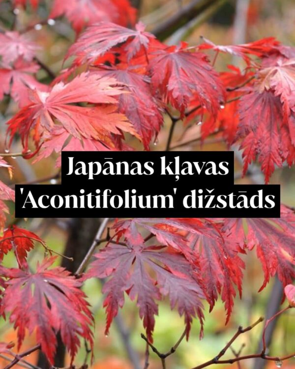 Japānas kļavas 'Aconitifolium' dižstāds - miniatūrs koks