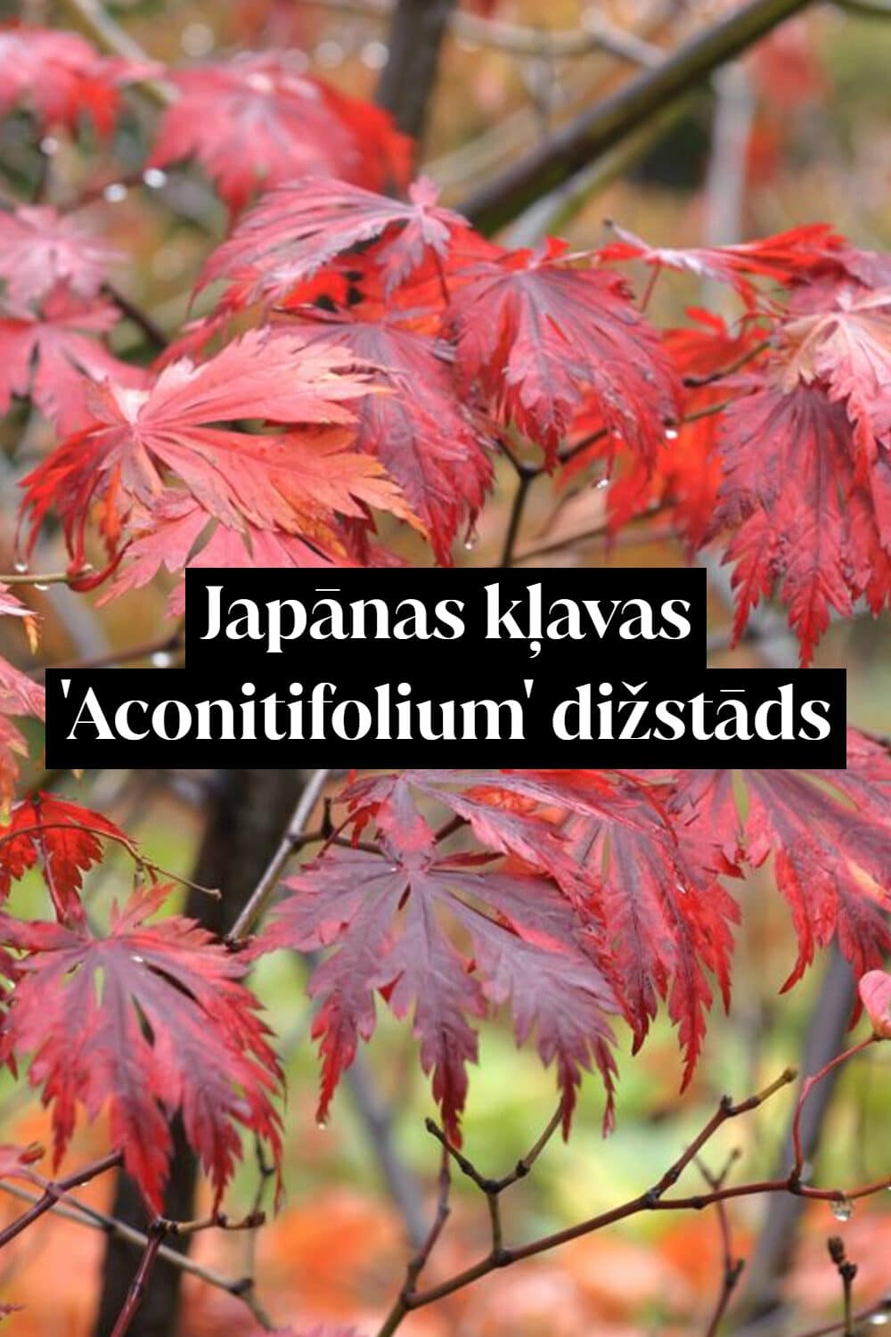 Japānas kļavas 'Aconitifolium' dižstāds - miniatūrs koks