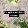 Parastā parūkkoka dižstāds - kupls, izteiksmīgs krūms