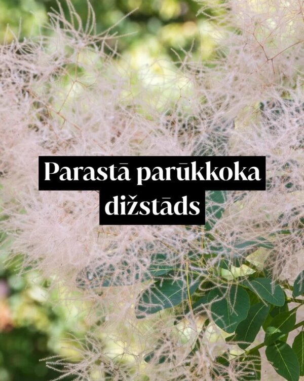 Parastā parūkkoka dižstāds - kupls, izteiksmīgs krūms