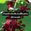 Daudzziedu kalikanta dižstāds - kupls, izteiksmīgs krūms