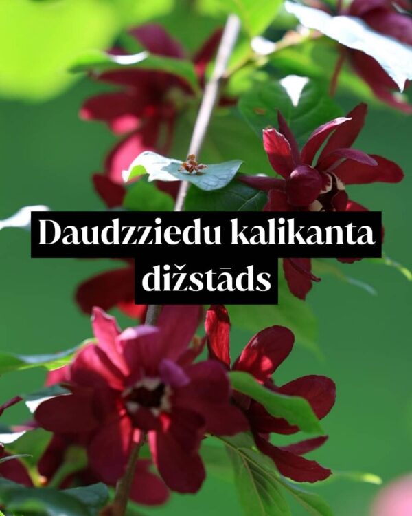 Daudzziedu kalikanta dižstāds - kupls, izteiksmīgs krūms