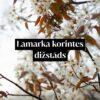 Lamarka korintes dižstāds - daudzstumbru forma