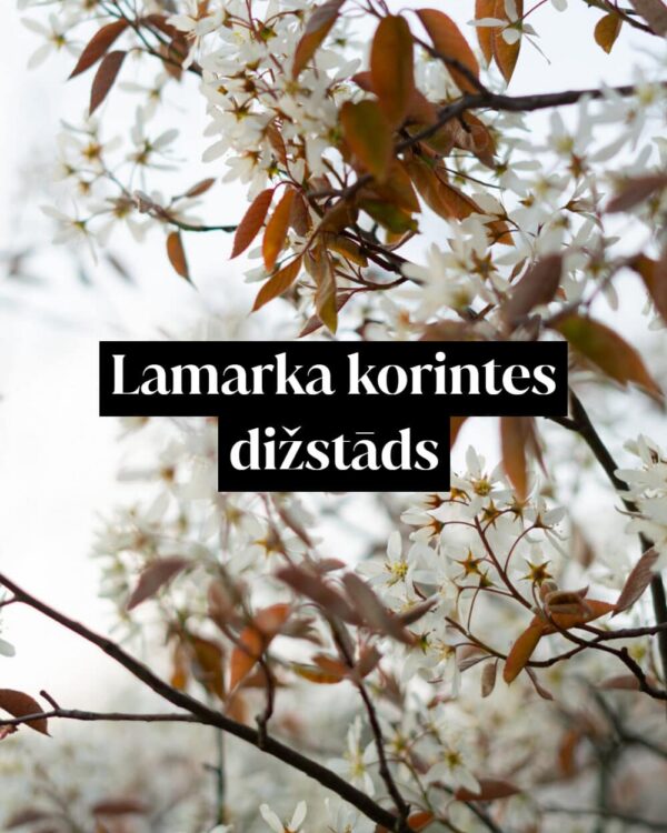 Lamarka korintes dižstāds - daudzstumbru forma