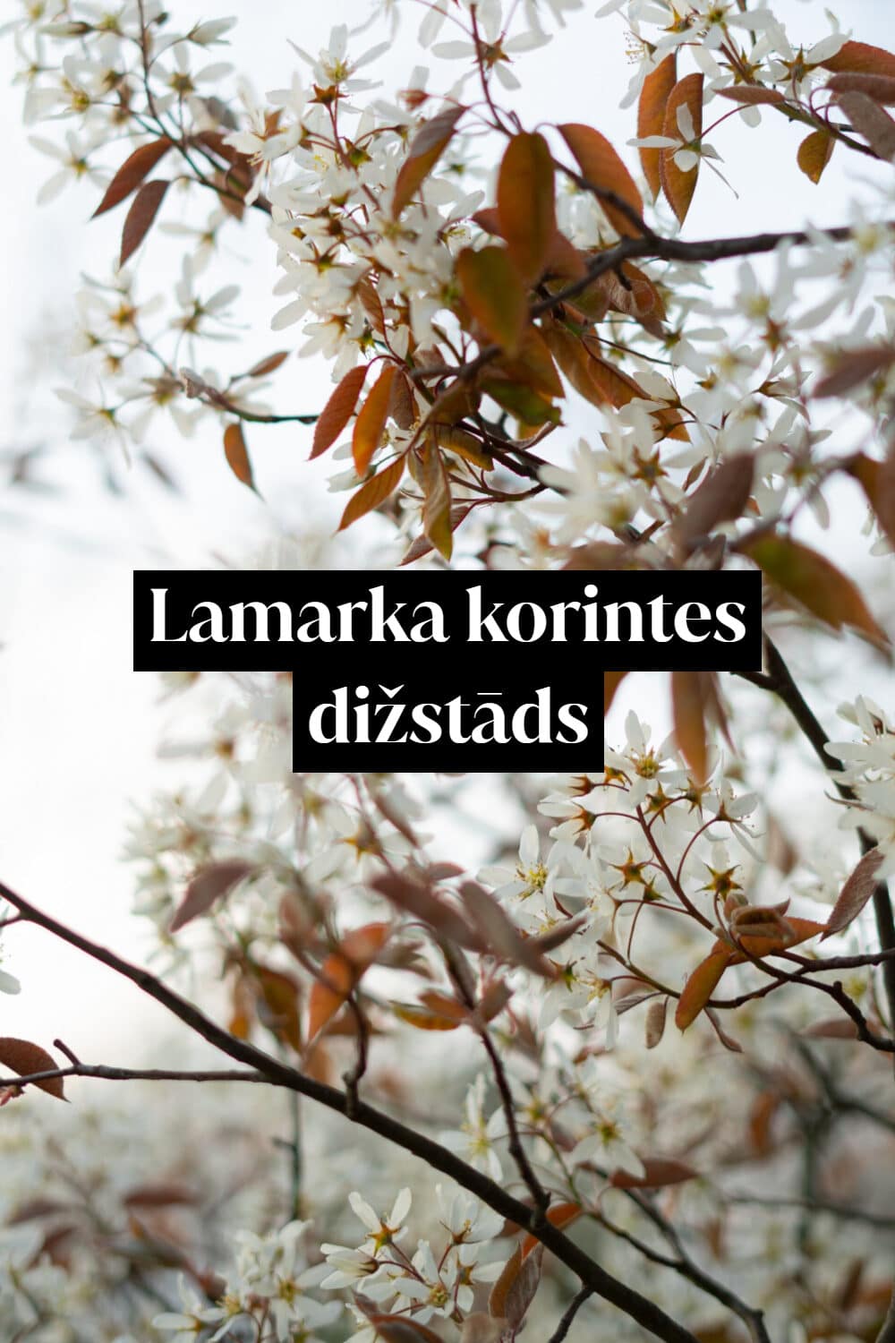 Lamarka korintes dižstāds - daudzstumbru forma