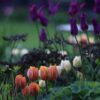 Kolekcija 'Kad oranžais satiek violeto' - sīpolpuķu kolekcija puķu dobēm
