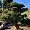 Parastās priedes BONSAI-NIWAKI dižstāds (Nr.1) – unikālas formas koks