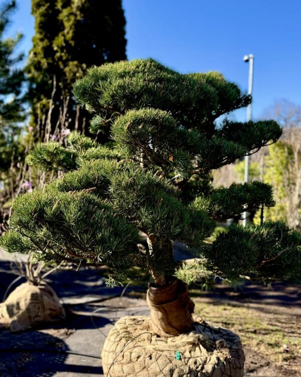Parastās priedes BONSAI-NIWAKI dižstāds (Nr.1) – unikālas formas koks