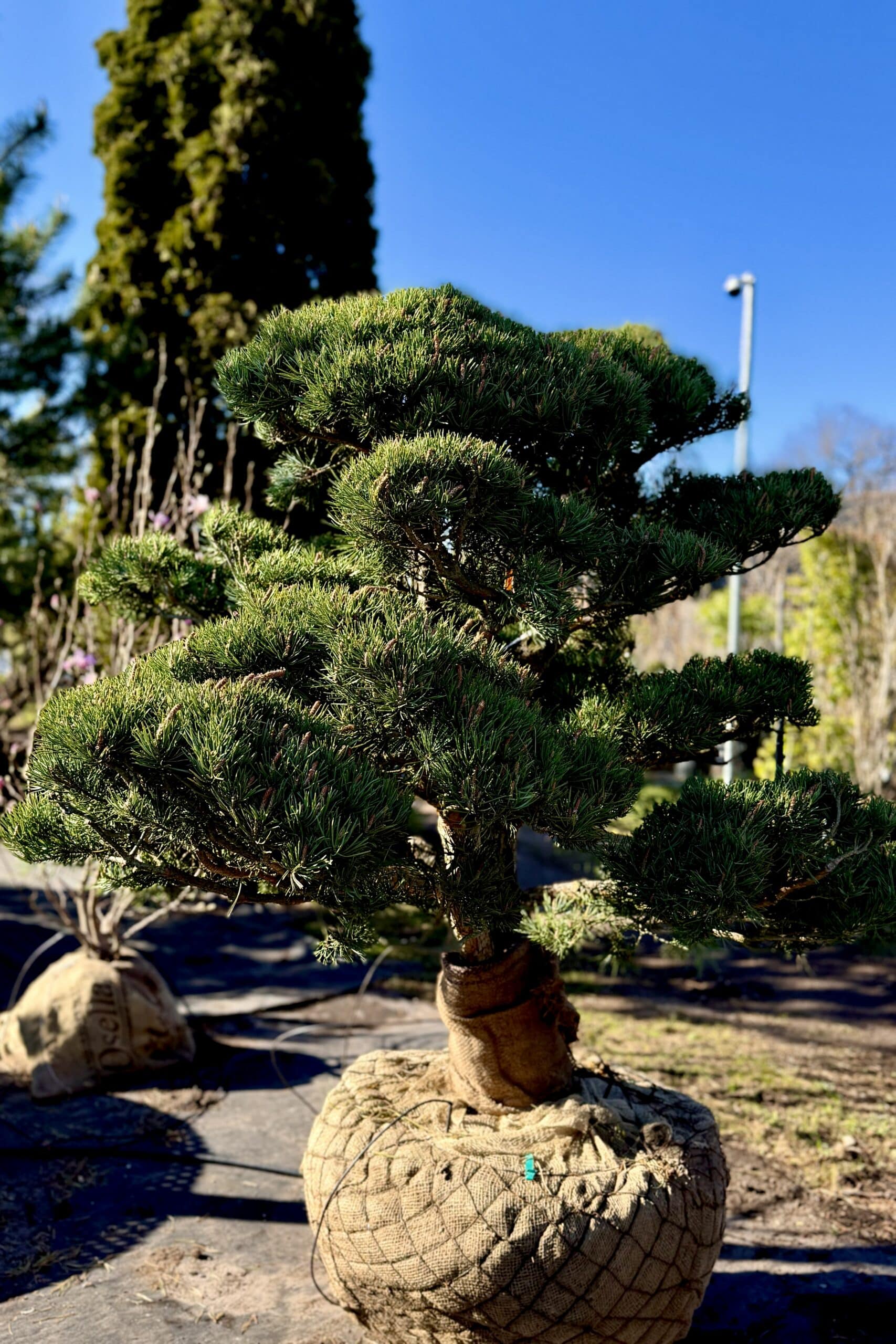 Parastās priedes BONSAI-NIWAKI dižstāds (Nr.1) – unikālas formas koks