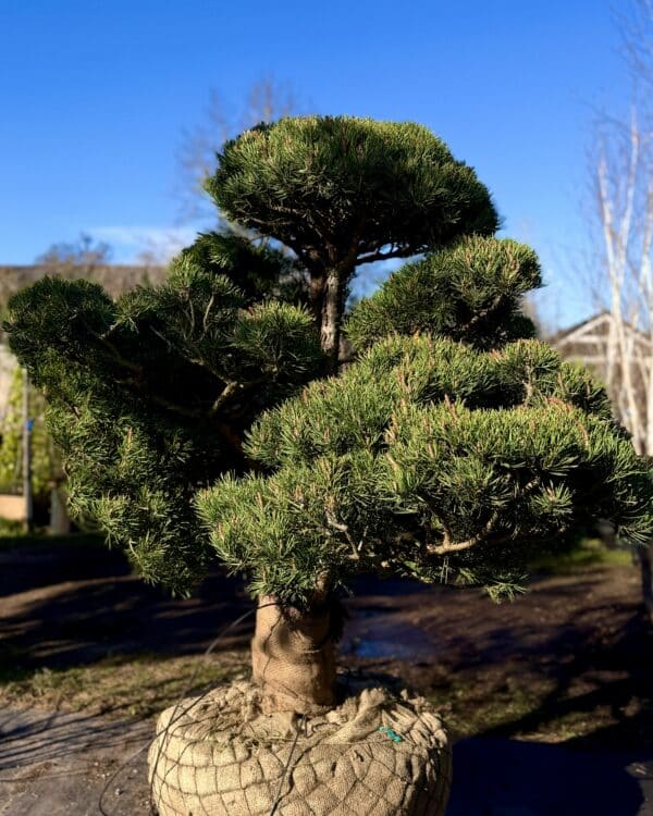 Parastās priedes BONSAI-NIWAKI dižstāds (Nr.1) – unikālas formas koks