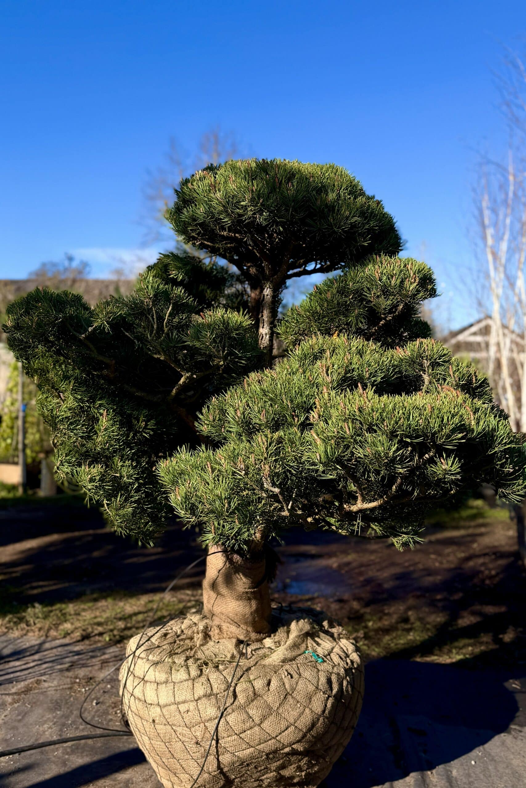Parastās priedes BONSAI-NIWAKI dižstāds (Nr.1) – unikālas formas koks