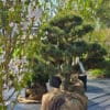 Parastās priedes BONSAI-NIWAKI dižstāds (Nr.2) – unikālas formas koks