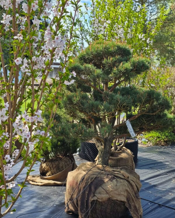 Parastās priedes BONSAI-NIWAKI dižstāds (Nr.2) – unikālas formas koks