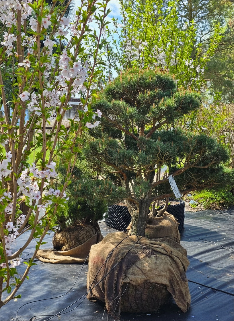 Parastās priedes BONSAI-NIWAKI dižstāds (Nr.2) – unikālas formas koks