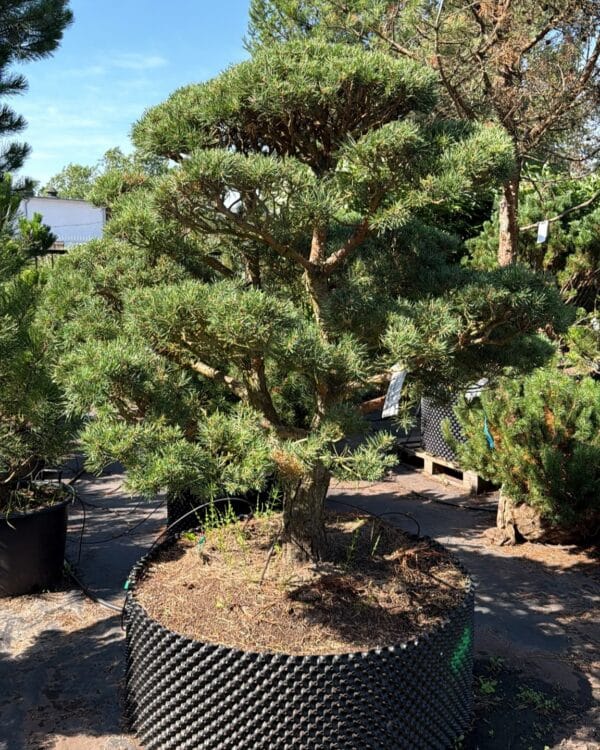Parastās priedes BONSAI-NIWAKI dižstāds (Nr.2) – unikālas formas koks