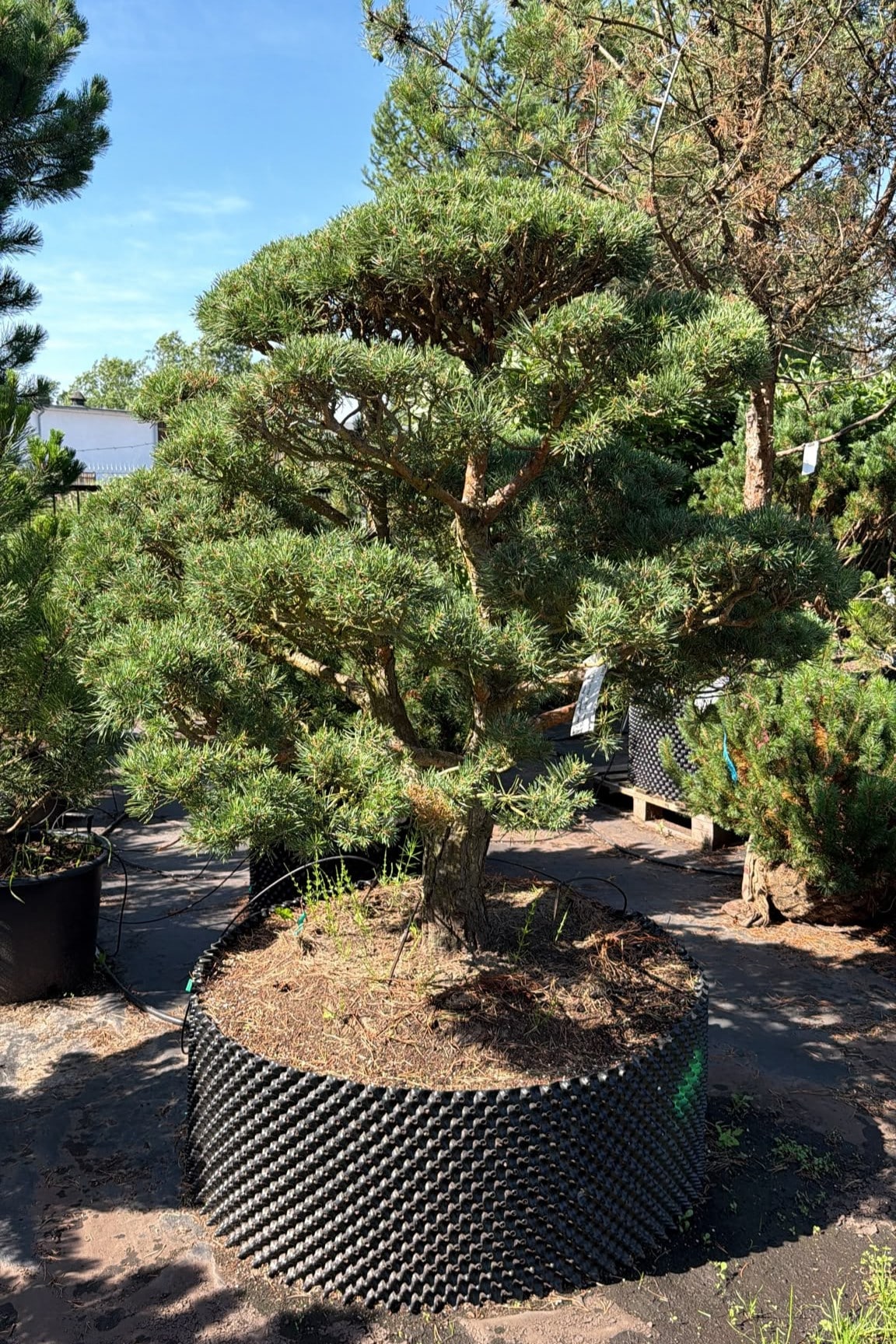 Parastās priedes BONSAI-NIWAKI dižstāds (Nr.2) – unikālas formas koks