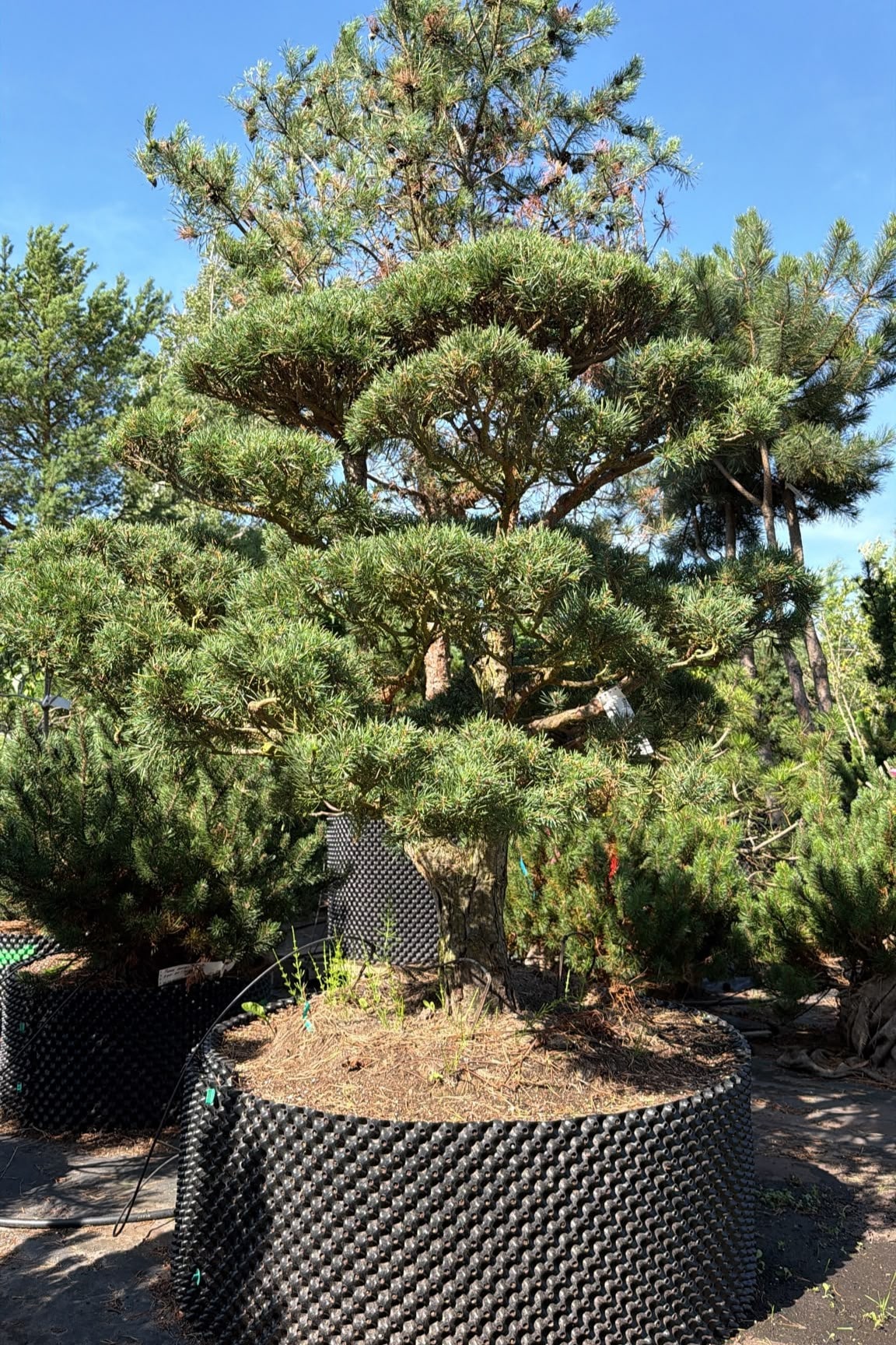 Parastās priedes BONSAI-NIWAKI dižstāds (Nr.2) – unikālas formas koks