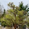 Parastā kizila BONSAI-NIWAKI dižstāds – unikālas formas koks