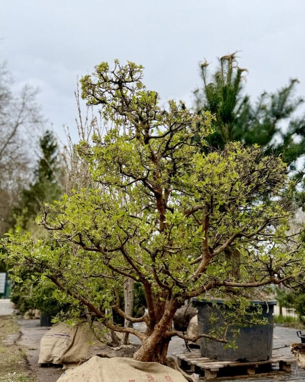 Parastā kizila BONSAI-NIWAKI dižstāds – unikālas formas koks