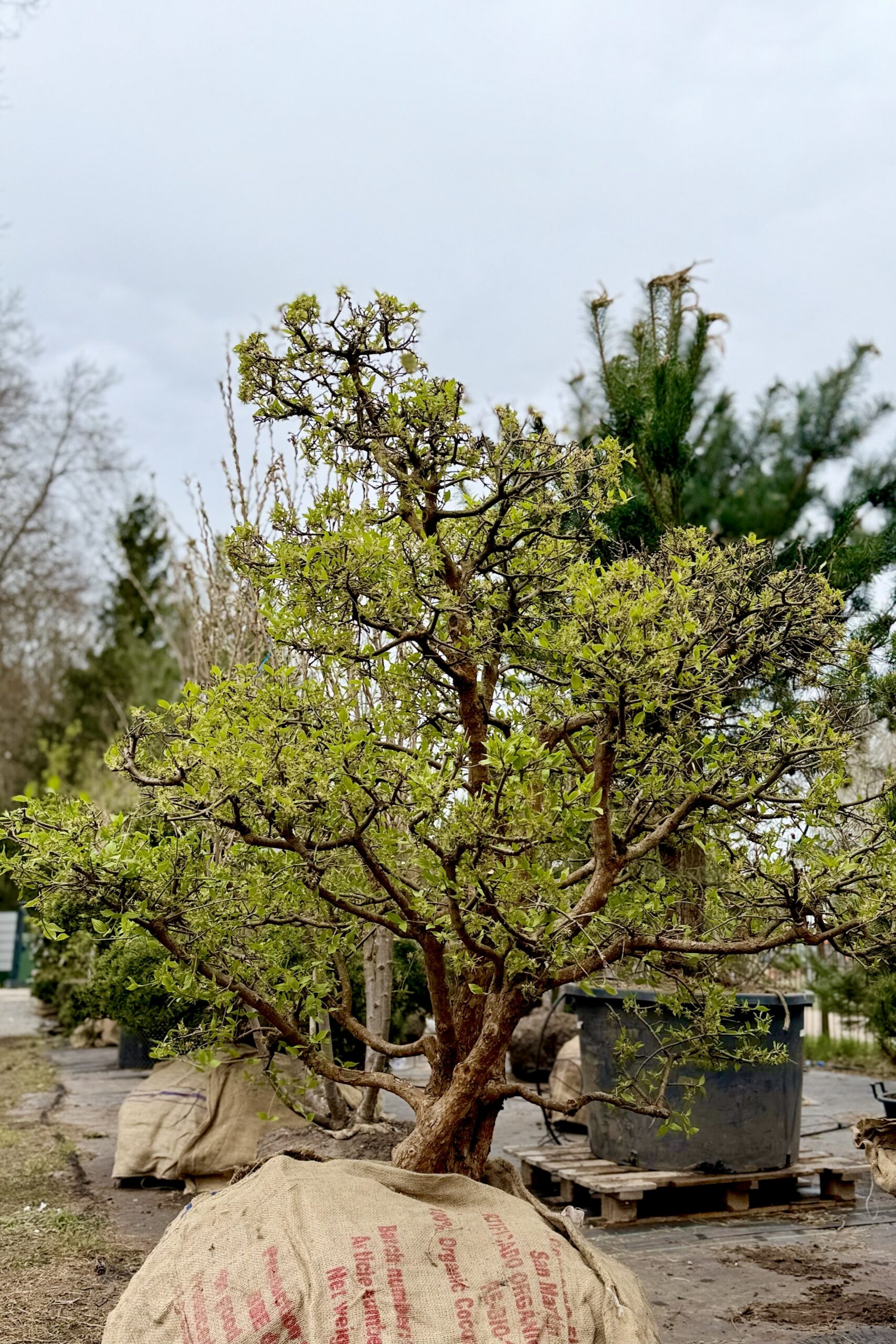 Parastā kizila BONSAI-NIWAKI dižstāds – unikālas formas koks