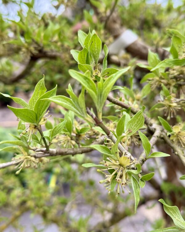 Parastā kizila BONSAI-NIWAKI dižstāds – unikālas formas koks
