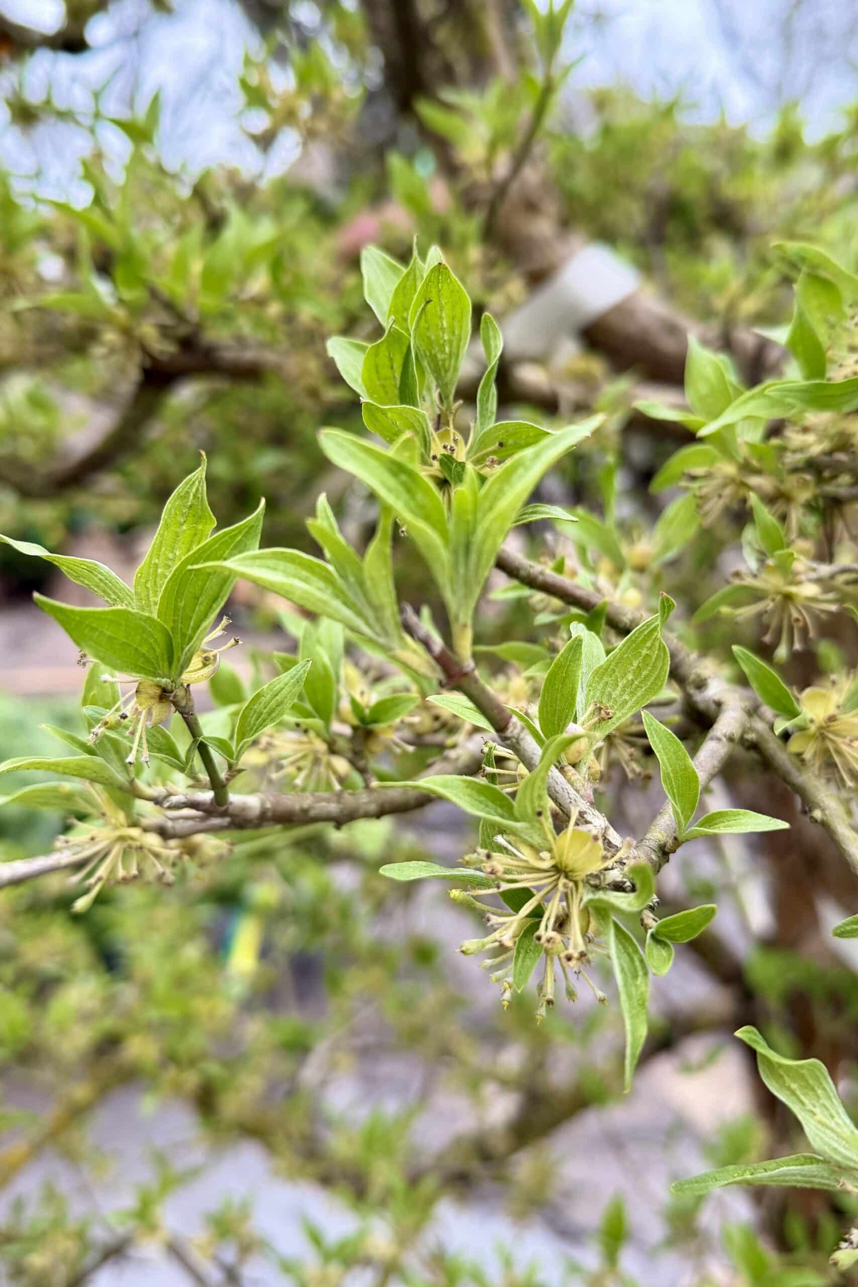 Parastā kizila BONSAI-NIWAKI dižstāds – unikālas formas koks
