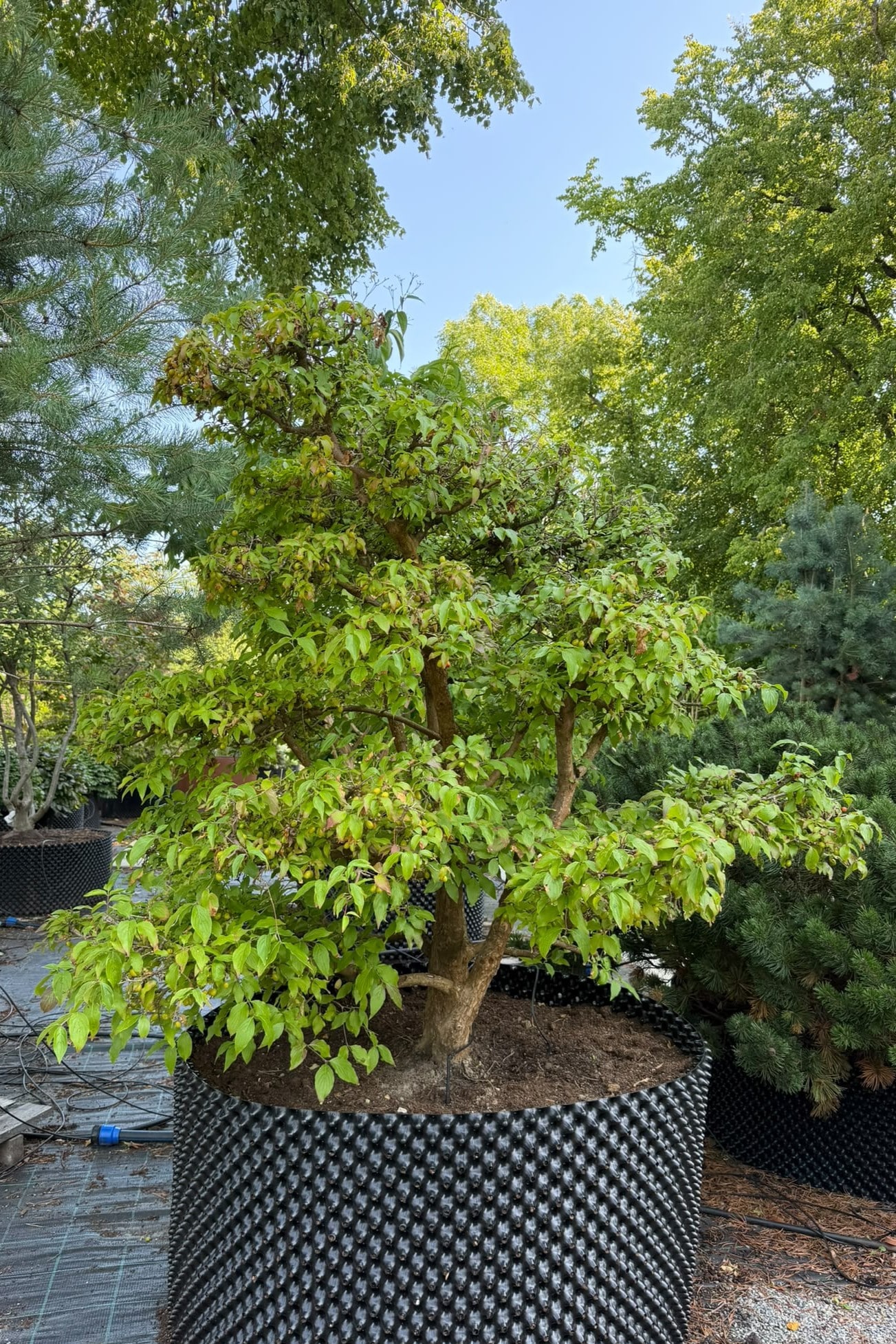 Parastā kizila BONSAI-NIWAKI dižstāds – unikālas formas koks