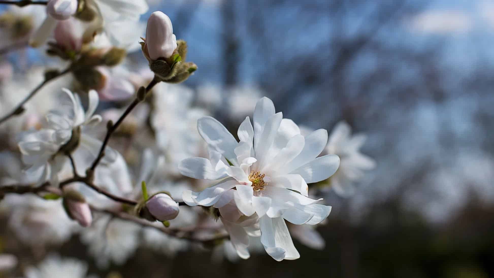 Akcenta augu dižstādi dārzam