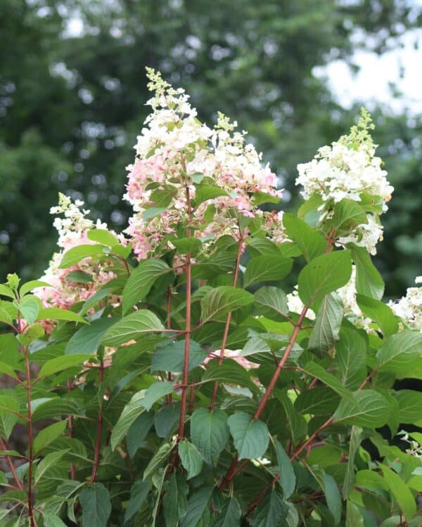 Alternative view of Skarainās hortenzijas 'Pinky Winky' dižstāds - kupls, izteiksmīgs krūms