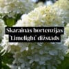 Skarainās hortenzijas 'Limelight' dižstāds - kupls, izteiksmīgs krūms