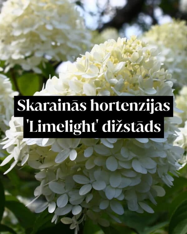Skarainās hortenzijas 'Limelight' dižstāds - kupls, izteiksmīgs krūms