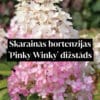 Skarainās hortenzijas 'Pinky Winky' dižstāds - kupls, izteiksmīgs krūms