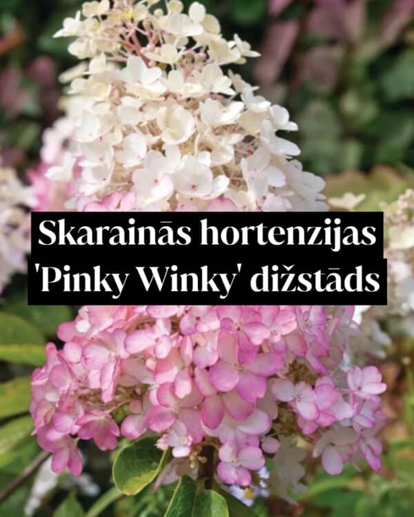 Skarainās hortenzijas 'Pinky Winky' dižstāds - kupls, izteiksmīgs krūms