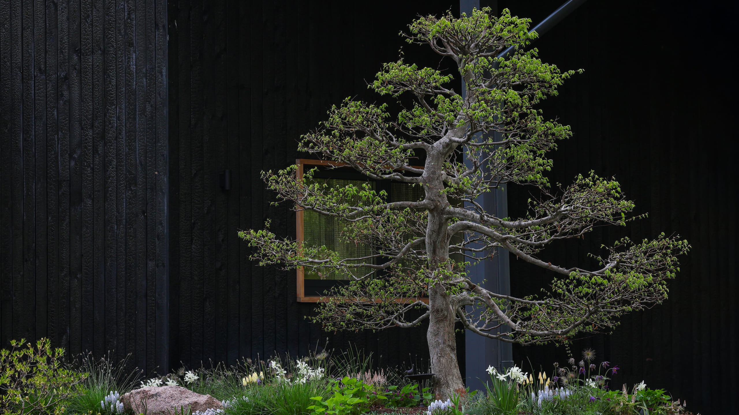Bonsai un niwaki